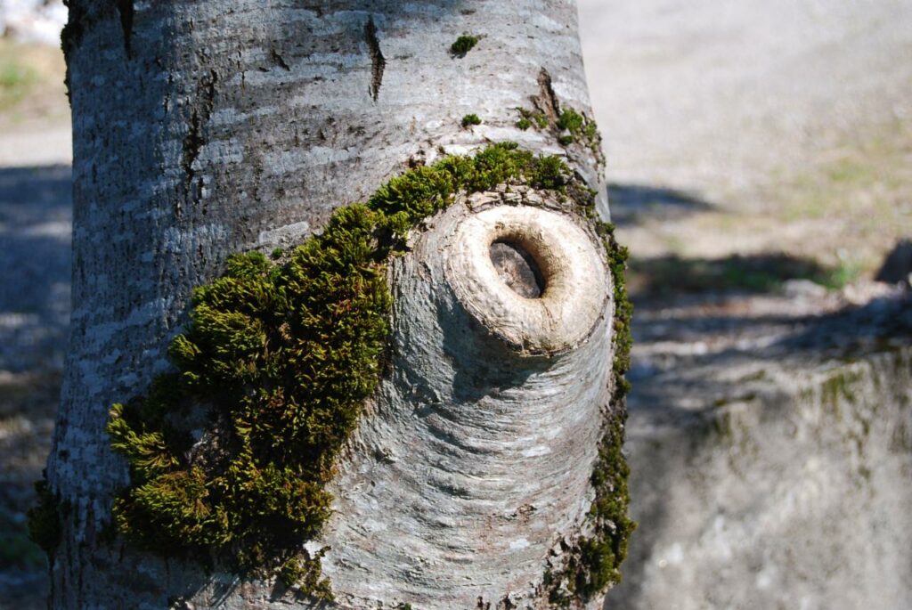 Un mastic naturel pour soigner les plaies de taille des arbres