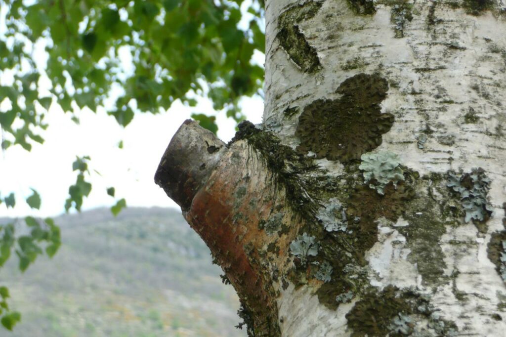La cicatrisation des arbres - Arbres libres