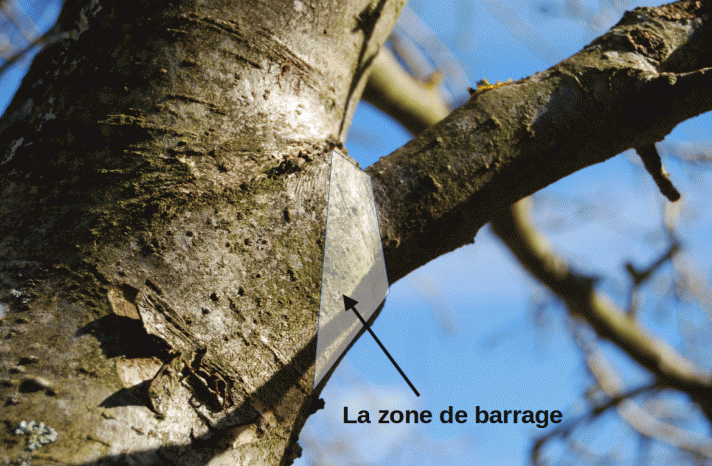 La cicatrisation des arbres - Arbres libres